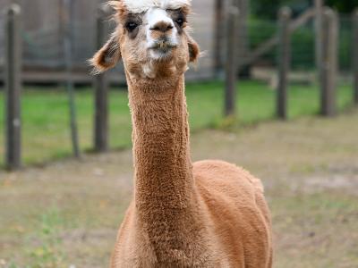 Uitstap Kinder- en Jeugdpsychiatrie Tilia naar alpaca's leefgroepbegeleidster July