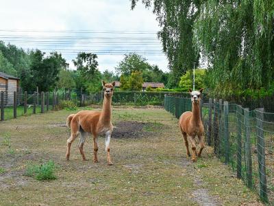 Uitstap Kinder- en Jeugdpsychiatrie Tilia naar alpaca's leefgroepbegeleidster July